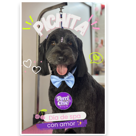 Antes y después de peluquería canina en Puente Alto — Perrichic